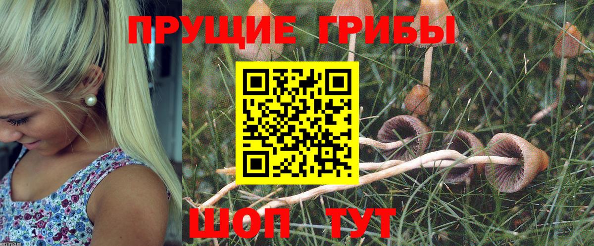 Галлюциногенные грибы Psilocybe Пенза